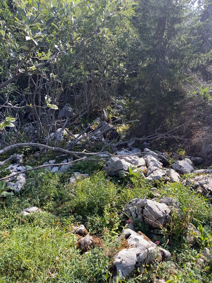 Rocks, grass and low trees beside the path through the woods.