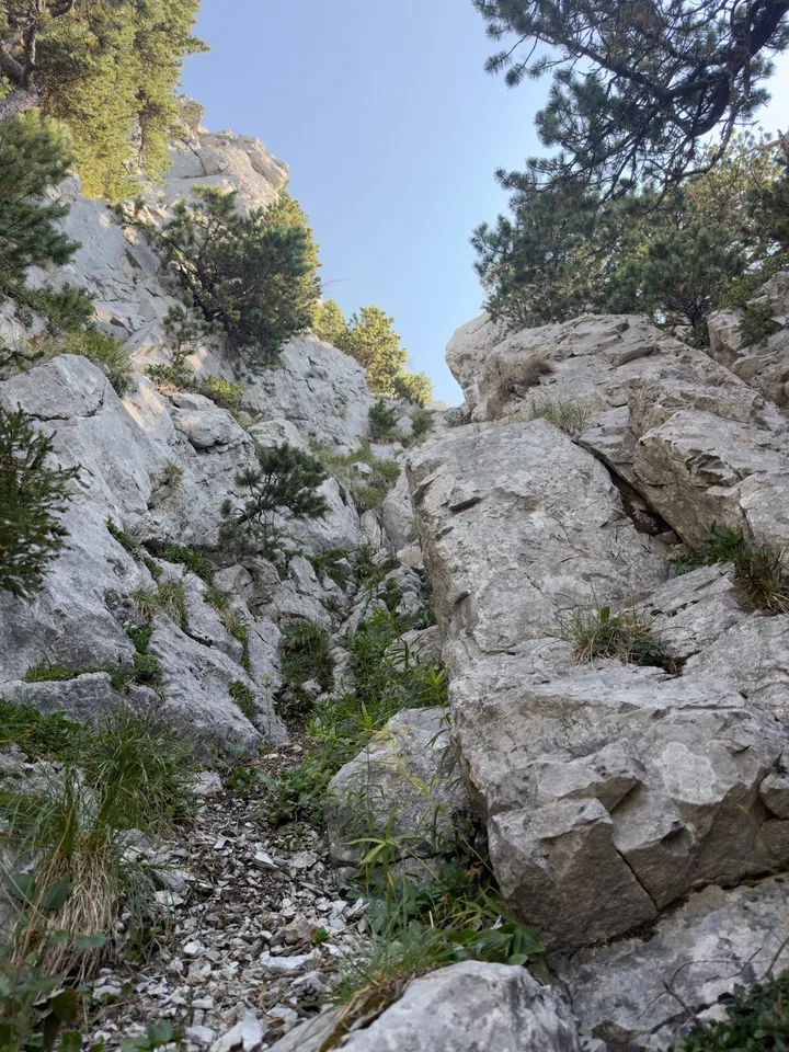 Looking up a steep, broken limestone passage between rock walls and small trees.